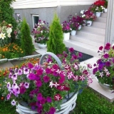 Ampel petunija tajfun f1 (tajfun): fotografije sorti serije, recenzije